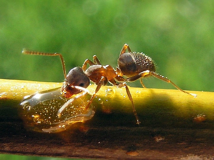 ant identification photo