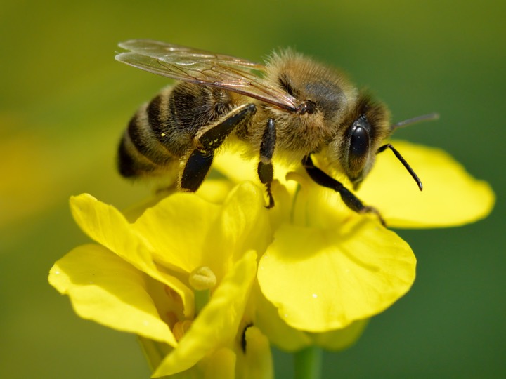 A honeybee (Apis mellifera): fuzzy, golden-brown, about 12 mm, a pollinator.