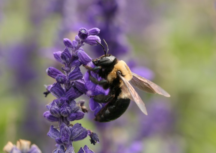 An eastern carpenter bee (Xylocopa virginica): note the shiny, hairless black abdomen, the tell that separates it from a fuzzy bumblebee.