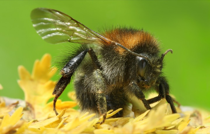 A bumblebee (Bombus): large and very fuzzy, black and yellow, and generally docile.