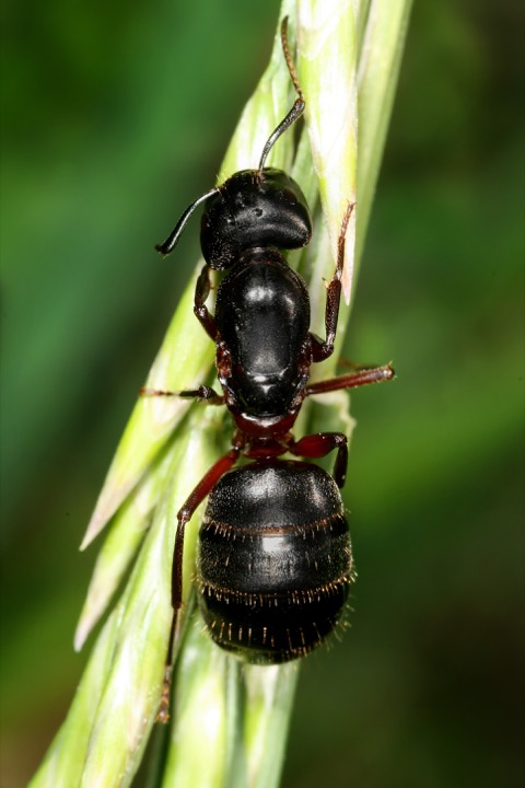 carpenter ant identification photo