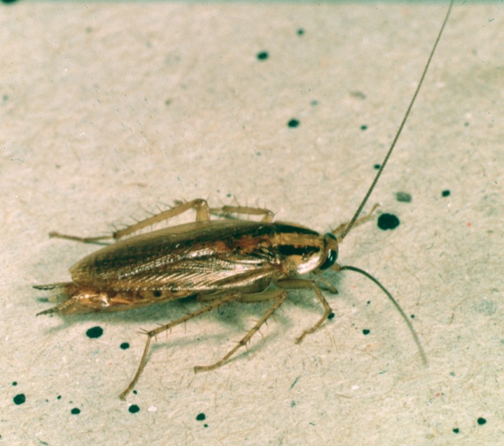 German cockroach identification photo, showing the two dark stripes behind the head