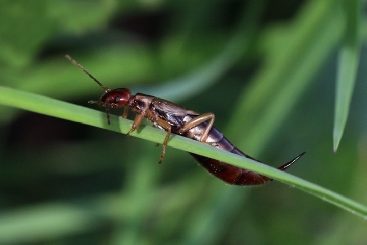 earwig identification photo