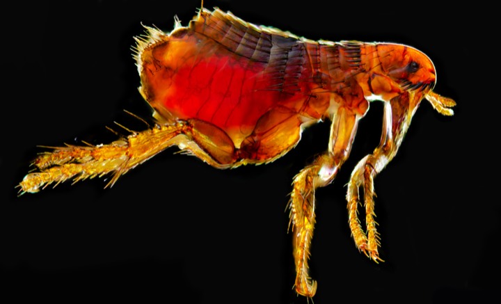 flea identification photo