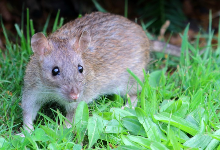 rat identification photo
