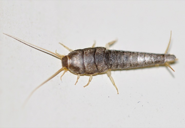A silverfish (Lepisma saccharina): a silvery, teardrop-shaped body with two long antennae and three tail filaments.