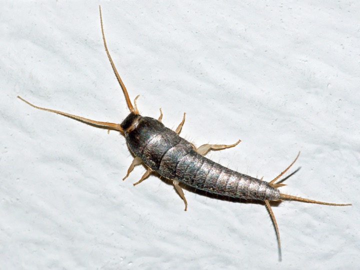Close-up of a silverfish showing its scaled body and bristle-like tails.