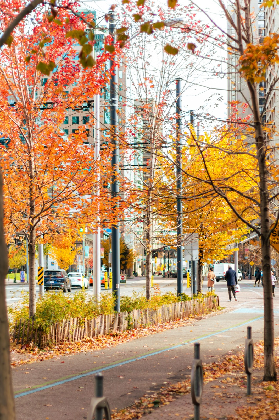 A tree-lined Toronto street in autumn